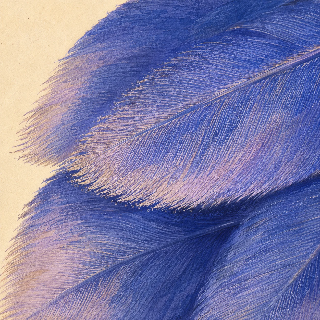 Detailed blue feather illustration from the Sponable bird